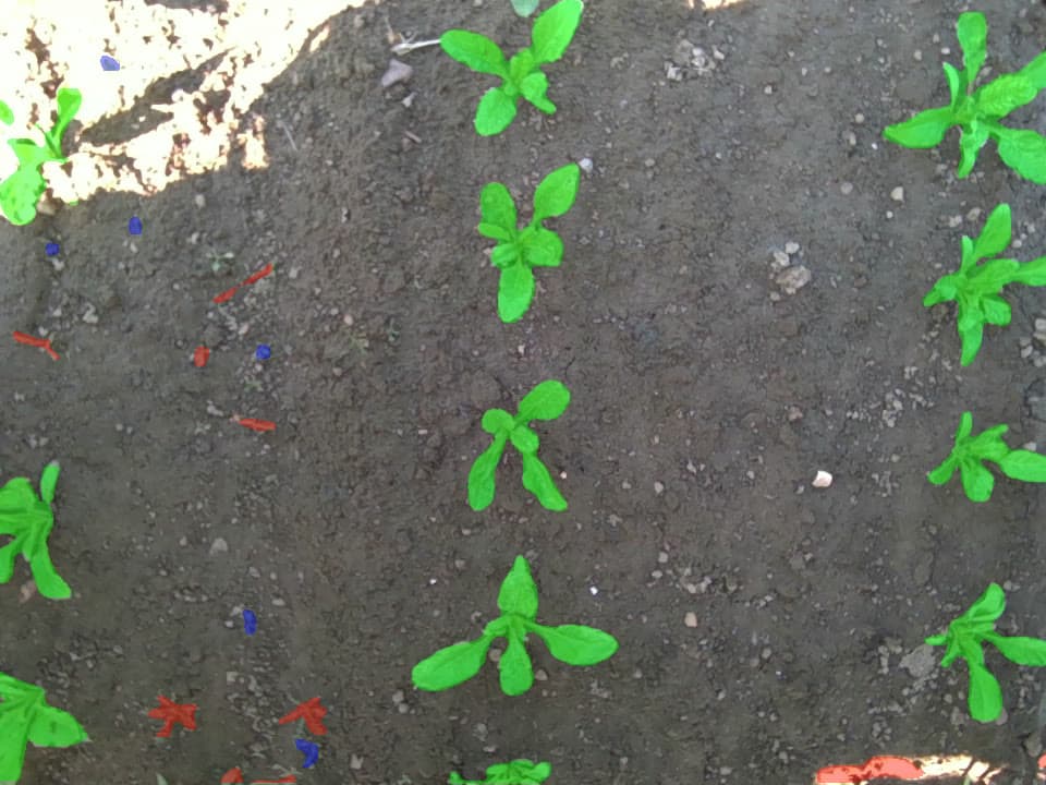 A camera frame from a DynamoBot field trial: the AI marks each crop plant in green and the small weeds between the rows in red and blue.