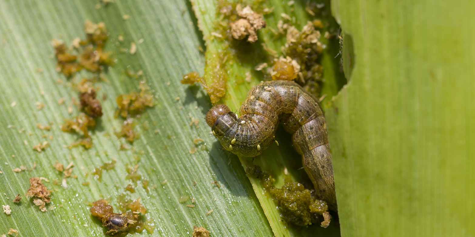 Gros plan d'une chenille ravageuse se nourrissant d'une feuille de culture.